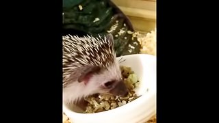My Hedgehog is Better than your Cat Video